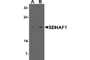 Western blot analysis of SDHAF1 in 3T3 cell lysate with SDHAF1 antibody at (A) 1 and (B) 2 µg/mL. (SDHAF1 Antikörper  (C-Term))