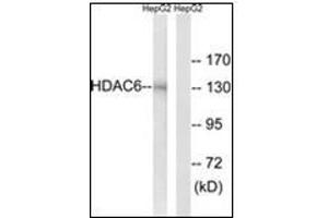 Western blot analysis of extracts from HepG2 cells, using HDAC6 Antibody. (HDAC6 Antikörper  (N-Term))