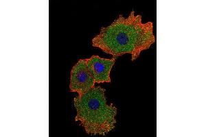 Immunofluorescence (IF) image for anti-SMAD Family Member 9 (SMAD9) antibody (ABIN2998334) (SMAD9 Antikörper)