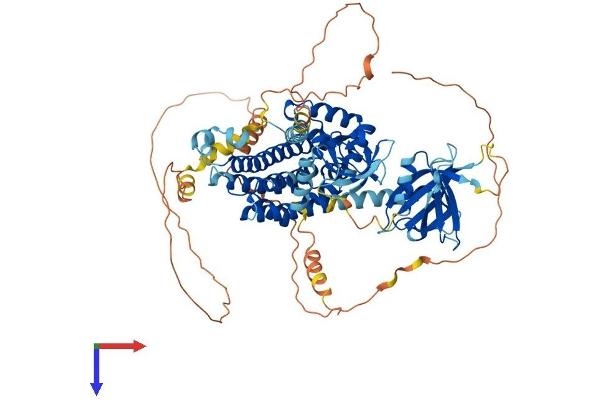 NGEF Protein (AA 1-710) (His tag)