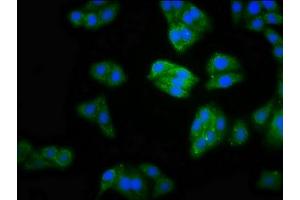 Immunofluorescence staining of HepG2 cells with ABIN7160141 at 1:100, counter-stained with DAPI. (MOCS2 Antikörper  (AA 1-88))
