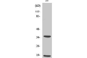 Western Blotting (WB) image for anti-Caspase 6 p18 (Cleaved-Asp179) antibody (ABIN5955977) (Caspase 6 p18 (Cleaved-Asp179) Antikörper)