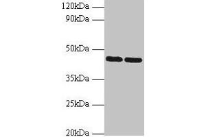 Western blot All lanes: SHBG antibody at 2 μg/mL Lane 1: Hela whole cell lysate Lane 2: NIH/3T3 whole cell lysate Secondary Goat polyclonal to rabbit IgG at 1/10000 dilution Predicted band size: 44, 32, 33, 42 kDa Observed band size: 44 kDa (SHBG Antikörper  (AA 30-402))