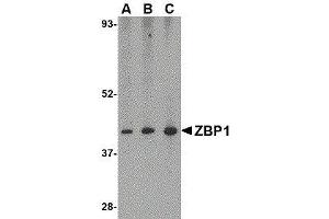 Western Blotting (WB) image for anti-Z-DNA Binding Protein 1 (ZBP1) (C-Term) antibody (ABIN2473228) (ZBP1 Antikörper  (C-Term))