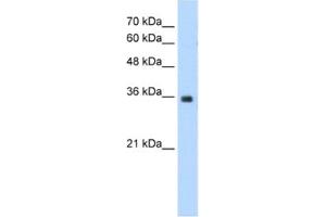 Western Blotting (WB) image for anti-Mortality Factor 4 Like 2 (MORF4L2) antibody (ABIN2460790) (MORF4L2 Antikörper)