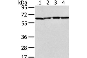 Western Blot analysis of Jurkat, hela, K562 and 231 cell using ATIC Polyclonal Antibody at dilution of 1/300 (ATIC Antikörper)