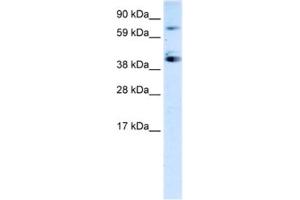 Western Blotting (WB) image for anti-Sp7 Transcription Factor (SP7) antibody (ABIN2460255) (SP7 Antikörper)