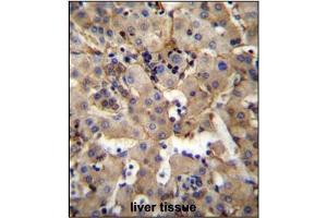 Immunohistochemistry analysis in Formalin Fixed, Paraffin Embedded Human liver tissue stained with SGPL1 Antibody (N-term) followed by peroxidase conjugation of the secondary antibody and DAB staining. (SGPL1 Antikörper  (N-Term))