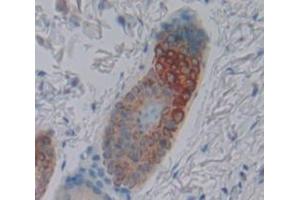 IHC-P analysis of Mouse Tissue, with DAB staining. (LOXL2 Antikörper  (AA 53-160))