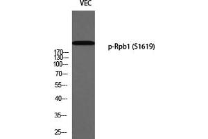 Western Blotting (WB) image for anti-RNA Polymerase II Subunit RPB1 (POLR2A) (pSer1619) antibody (ABIN5959398) (POLR2A/RPB1 Antikörper  (pSer1619))