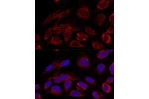 Confocal immunofluorescence analysis of U2OS cells using [KO Validated] HADHA Polyclonal Antibody (ABIN6131742, ABIN6141586, ABIN6141588 and ABIN7101770) at dilution of 1:100.