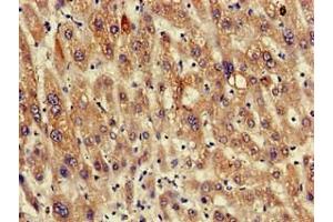Immunohistochemistry of paraffin-embedded human liver tissue using ABIN7167597 at dilution of 1:100 (RGS19 Antikörper  (AA 1-87))