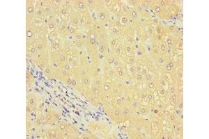 Immunohistochemistry of paraffin-embedded human liver tissue using ABIN7168655 at dilution of 1:100 (SEC14L4 Antikörper  (AA 201-360))