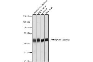 Western blot analysis of extracts of various cell lines, using Actin (plant specific) antibody (ABIN1513383, ABIN1684226, ABIN1684286 and ABIN5663539) at 1:5000 dilution. (beta Actin Antikörper)