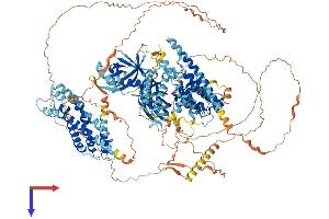 BCR Protein (AA 1-1270) (His tag)