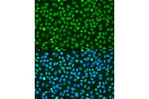 Immunofluorescence analysis of U2OS cells using Histone H2AX Rabbit pAb (ABIN7267725) at dilution of 100 (40x lens).