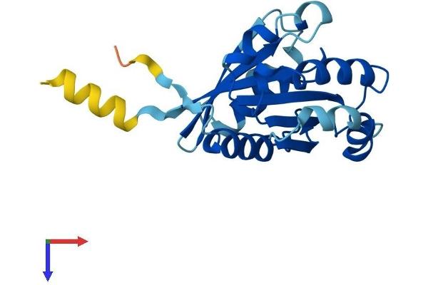 ARFRP1 Protein (AA 1-201) (His tag)