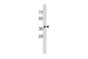 Western blot analysis of SRC Antibody (C-term) (ABIN390705 and ABIN2840989) in Y79 cell line lysates (35 μg/lane). (SPARC Antikörper  (C-Term))