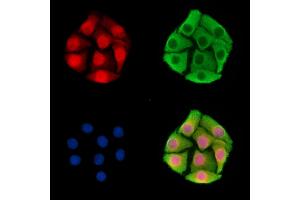 ABIN7095830 and ABIN7099892 staining Hela cells by IF/ICC. (PWWP2A Antikörper)