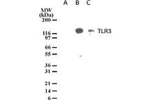 Image no. 2 for anti-Toll-Like Receptor 3 (TLR3) (AA 55-70) antibody (ABIN208035) (TLR3 Antikörper  (AA 55-70))