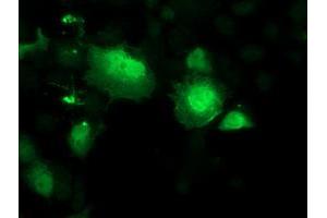 Anti-SMS mouse monoclonal antibody (ABIN2454716) immunofluorescent staining of COS7 cells transiently transfected by pCMV6-ENTRY SMS (RC200619). (SMS Antikörper)