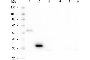 Western Blot of Mouse anti-Human Fc antibody. (Maus anti-Human IgG (Fc Region) Antikörper)