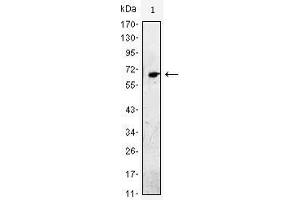 Western Blot showing EGF antibody used against EGF-hIgGFc transfected HEK293 cell lysate. (EGF Antikörper)