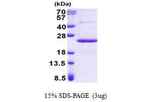 Protein Phosphatase 1, Regulatory (Inhibitor) Subunit 11 (PPP1R11) (AA 1-126) protein (His tag)