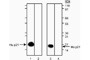 Western blot analysis of p21 in human and mouse. (p21 Antikörper)