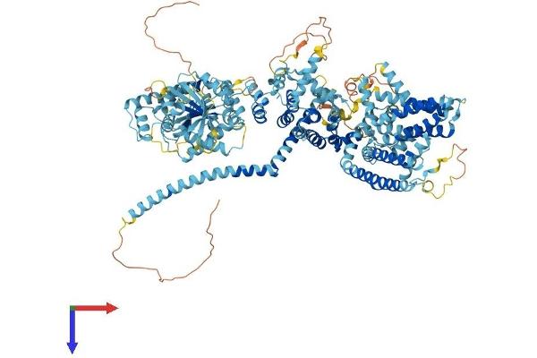TRPM5 Protein (AA 1-1158) (His tag)