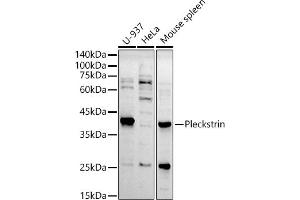 Western blot analysis of extracts of various cell lines, using Pleckstrin antibody (ABIN7269409) at 1:500 dilution. (Pleckstrin Antikörper)