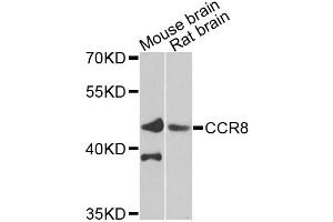 Western blot analysis of extracts of various cell lines, using CCR8 antibody (ABIN5975246) at 1/1000 dilution. (CCR8 Antikörper)