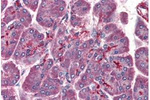 Human Pancreas (formalin-fixed, paraffin-embedded) stained with PAFAH1B1 antibody ABIN364420 at 3. (PAFAH1B1 Antikörper  (AA 397-410))
