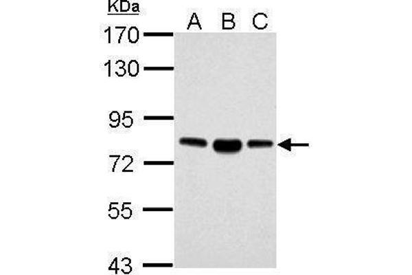 ACSL4 antibody  (C-Term)