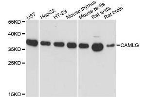 Western blot analysis of extracts of various cell lines, using CAMLG antibody. (CAMLG Antikörper  (AA 1-190))
