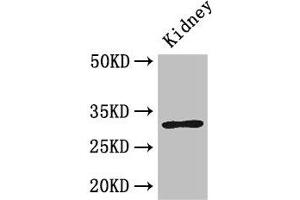Western Blot Positive WB detected in: Mouse kidney tissue All lanes: FAM151B antibody at 2. (FAM151B Antikörper  (AA 1-276))