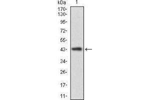 Western blot analysis using CLGN mAb against human CLGN recombinant protein. (Calmegin Antikörper  (AA 249-405))
