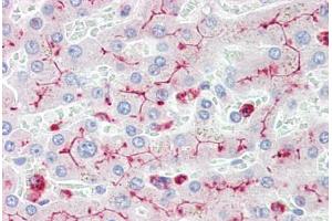 Human Liver (formalin-fixed, paraffin-embedded) stained with CEACAM1 antibody ABIN461971 at 10 ug/ml followed by biotinylated secondary antibody, alkaline phosphatase-streptavidin and chromogen. (CD66acd Antikörper)