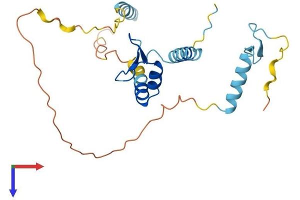 SCNM1 Protein (AA 1-229) (His tag)