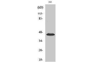 Western Blotting (WB) image for anti-Mitogen-Activated Protein Kinase Kinase 1/2 (MAP2K1/2) (pSer218), (pSer222) antibody (ABIN3182066) (MEK1/2 Antikörper  (pSer218, pSer222))