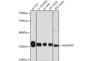 Western blot analysis of extracts of various cell lines, using slc25a43 Rabbit pAb (ABIN6133407, ABIN6147932, ABIN6147933 and ABIN6214950) at 1:1000 dilution. (SLC25A43 Antikörper  (AA 1-100))