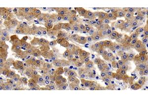 Detection of TNFa in Bovine Liver Tissue using Polyclonal Antibody to Tumor Necrosis Factor Alpha (TNFa) (TNF alpha Antikörper  (AA 71-234))