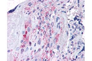 Anti-ADAMTS5 antibody IHC of human placenta. (ADAMTS5 Antikörper  (N-Term))