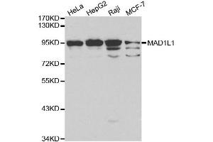 Western blot analysis of extracts of various cell lines, using MAD1L1 antibody. (MAD1L1 Antikörper  (AA 360-700))