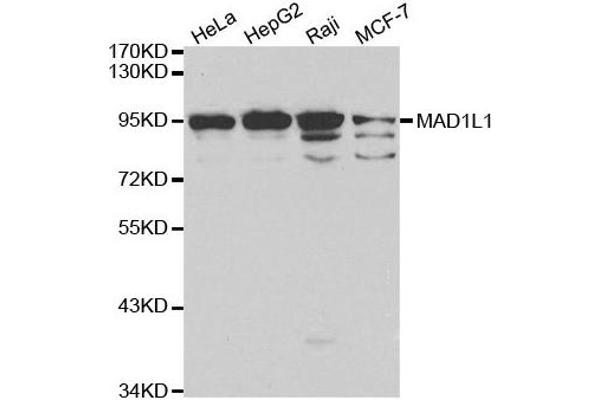 MAD1L1 Antikörper  (AA 360-700)
