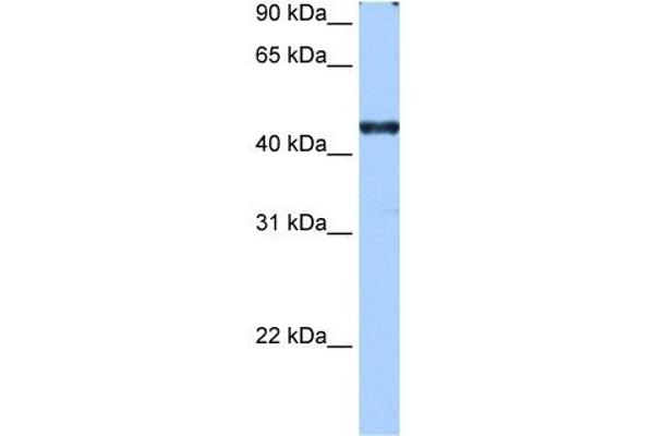 RBM42 Antikörper  (C-Term)