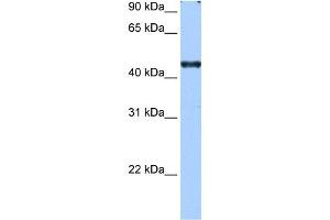 RBM42 antibody used at 0. (RBM42 Antikörper  (C-Term))