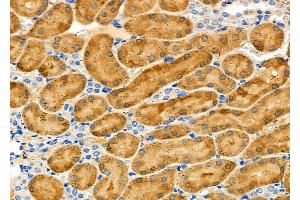 ABIN6263376 and ABIN6279028 at 1/100 staining Rat kidney tissue by IHC-P. (MRPL55 Antikörper  (Internal Region))