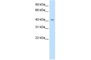 WB Suggested Anti-JUND Antibody Titration:  0. (JunD Antikörper  (C-Term))