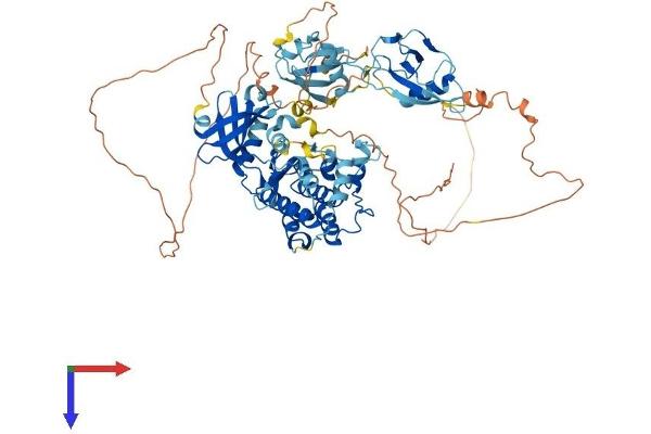 DCLK2 Protein (AA 1-756) (His tag)